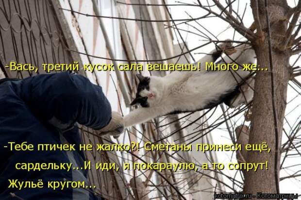 Лучшие котоматрицы недели (50 фото)