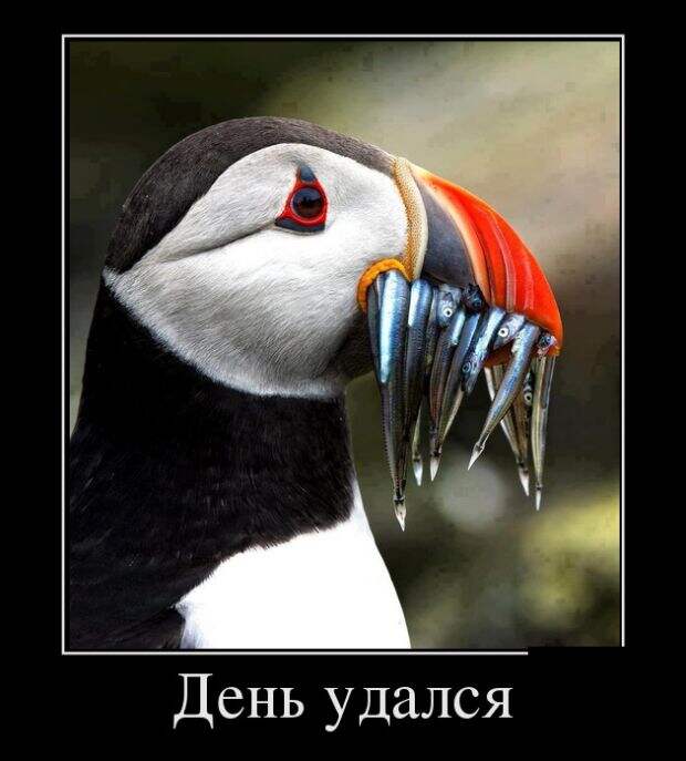 Демотиваторы (30 фото)