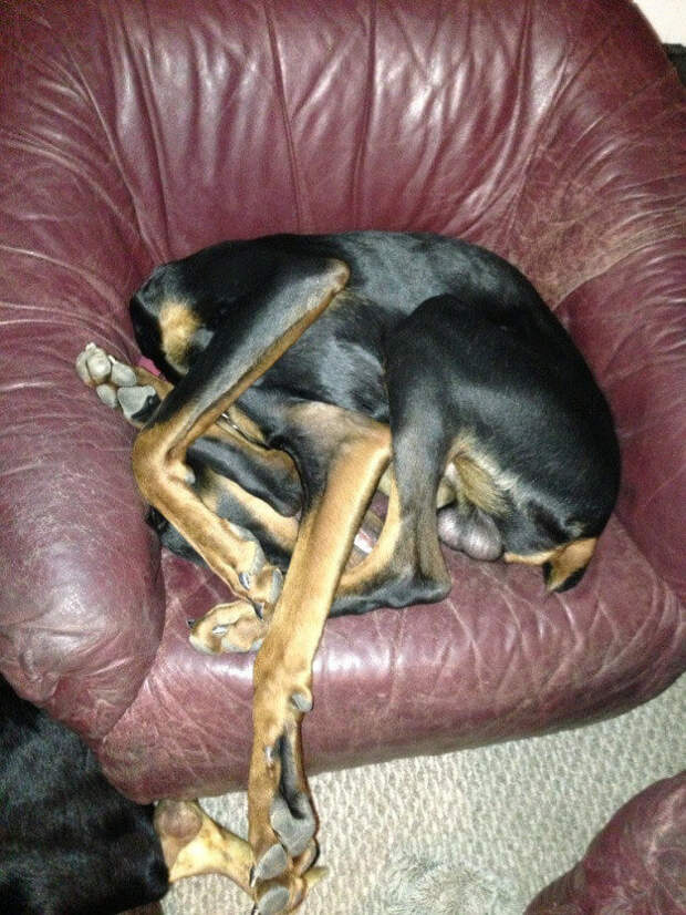 Забавные собаки, которые могут уснуть как и где угодно животные, смешное, собаки