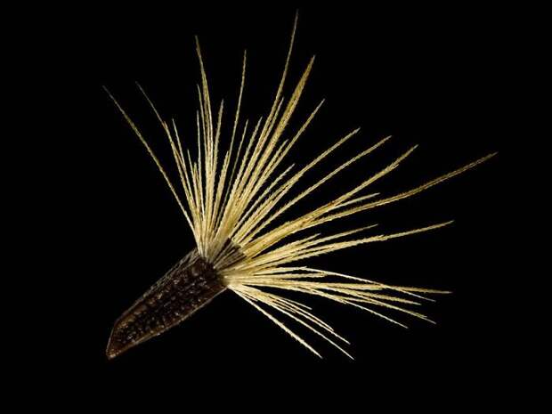Jurinea Mollis Seed