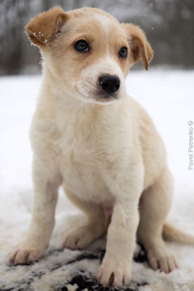 Обмороженного щенка подбросили к дверям клиники  клиника, собака, щенок