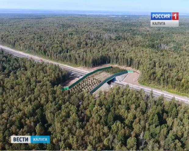 Второй в России экодук открыли в Калужской области мост для животных, факты