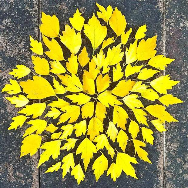 Fallen Leaf Art