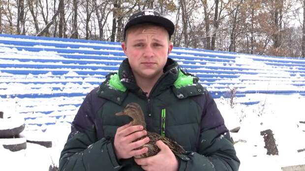 Картинки по запросу Петербуржец спас раненую утку от голодных кошек на парковке