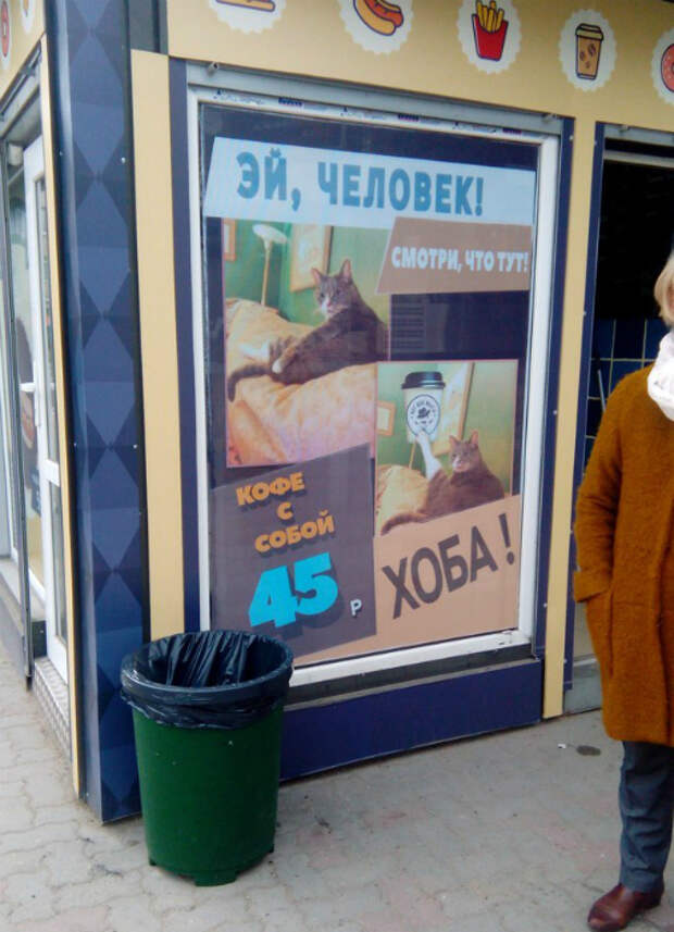 Кот рекомендует.