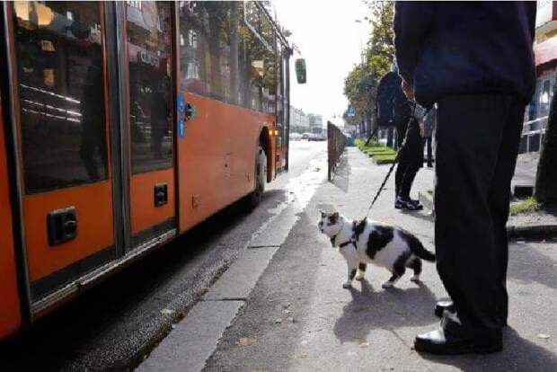 Картинки по запросу "leash"