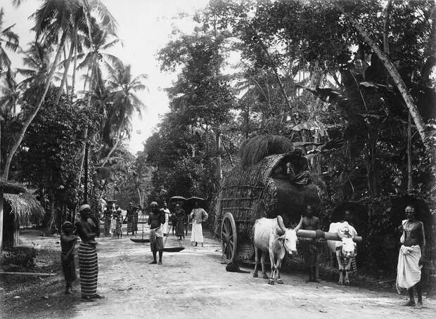 Редчайшие фотографии о повседневной жизни Шри-Ланки в 1880-х годах 7