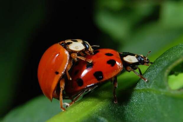 Как размножаются насекомые: описание основных способов и интересные факты