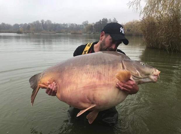 Карп весом 51 кг 200 г. новый мировой рекорд на озере Euro Aqua