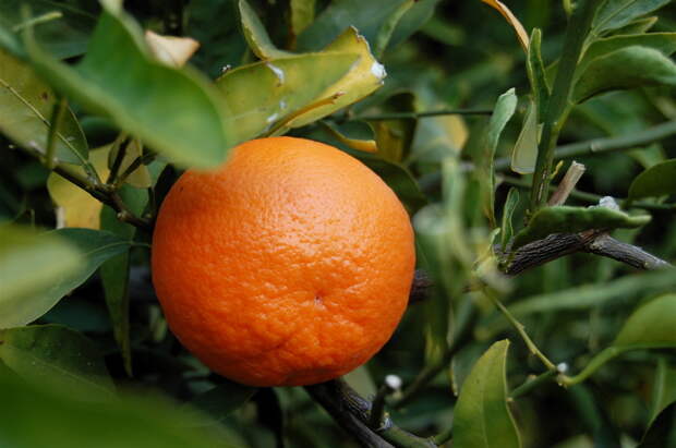 Танжерин фото (лат. Citrus Tangerina)