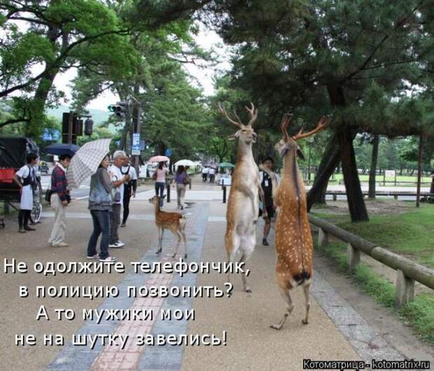 Лучшие котоматрицы недели (50 фото)