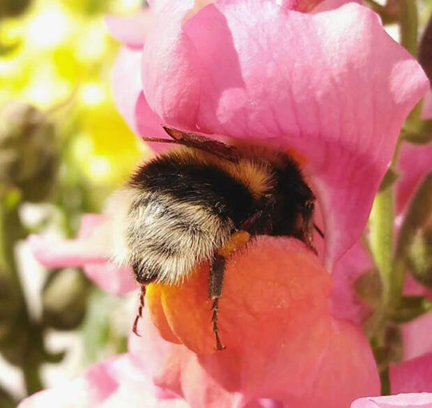 tired-bumblebees5.jpg