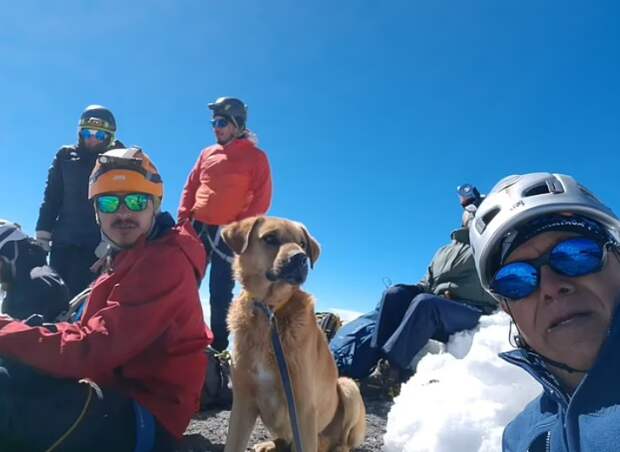 Группа альпинистов поднялась на самую высокую вершину Мексики, чтобы спасти бездомную собаку