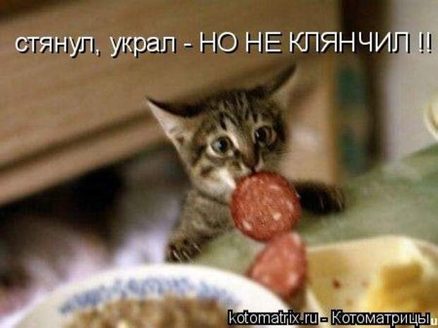 Новая котоматрица на Бугаге (35 фото)