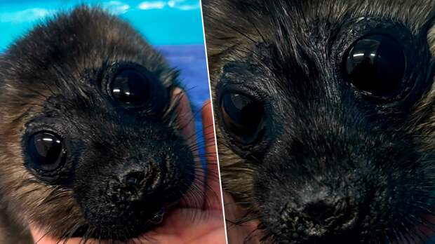 У спасённой на Ладоге нерпёнка выявили пневмонию