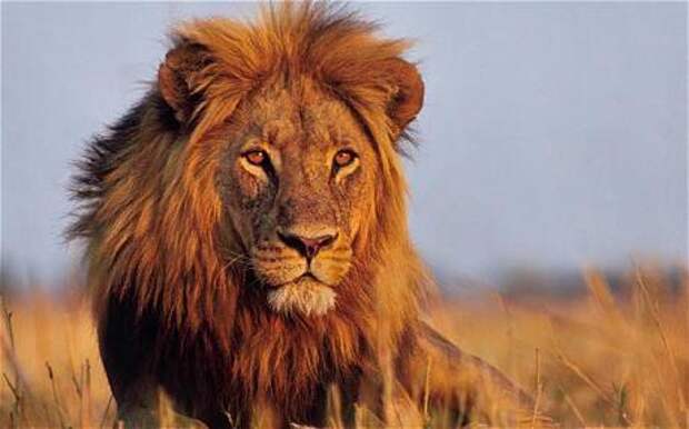 Африка: дикая природа. Животный мир – львы Африки