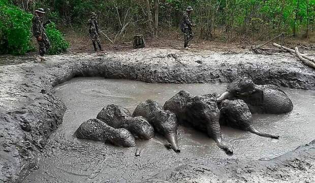 Шесть слонят угодили в грязевую ловушку в тайском заповеднике видео, добро, заповедник, ловушка, слоны, слонята, спасение
