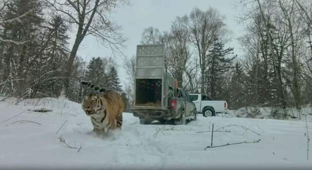 Тигр, который задрал лошадь в Приморье, снова на свободе