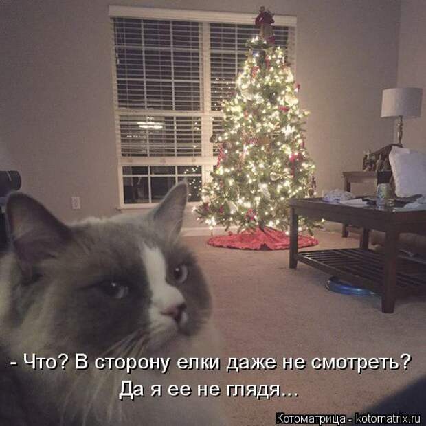 Лучшие котоматрицы недели (50 фото)