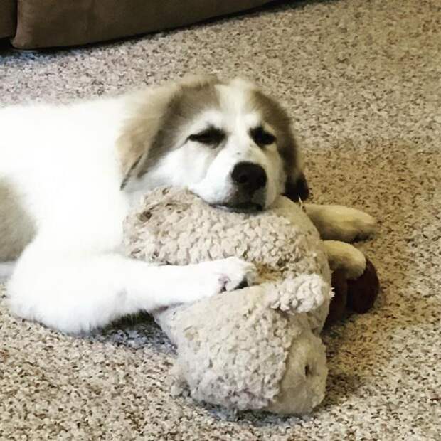 It's Dog or Nothing | #FluffiesGoneFamous