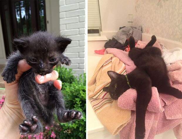Выжившие кошки, которых спасли и полюбили — фото до и после