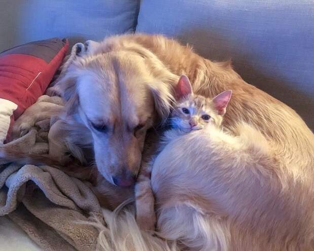 дружба кота и собаки собака отдыхает с котенком