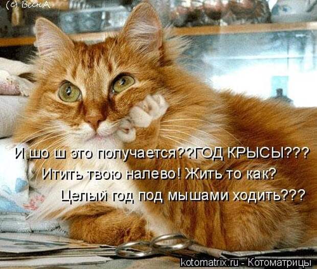 Свежая котоматрица для хорошего настроения (37 фото)