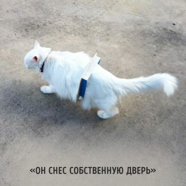 18 вещей, c которыми вы столкнетесь, когда заведете кошку коты, пушистики, факты