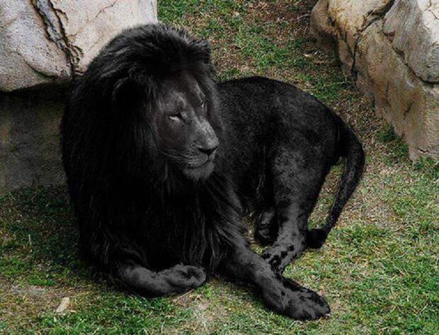Чёрный лев. интересное, фейки, фотографии