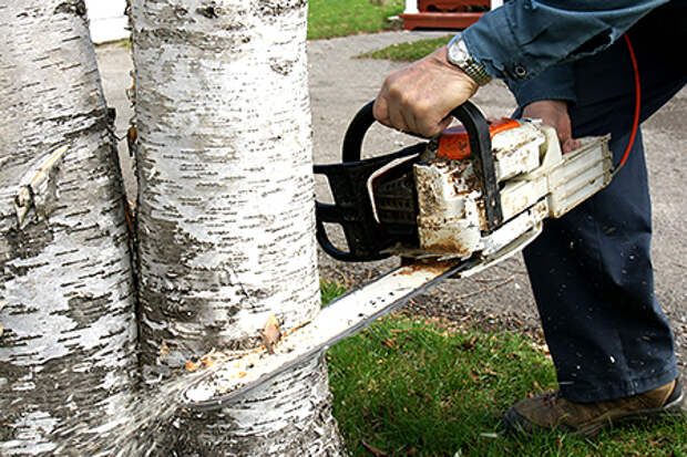 Как спилить дерево по закону и без штрафа