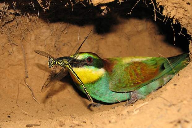 Нижегородскому орнитологу удалось сфотографировать редких птиц под землей 