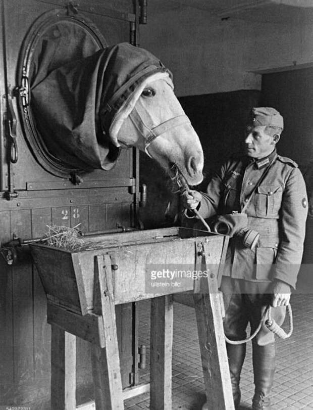 Немецкий военный госпиталь для лошадей. Лошадь проходит лечения кожного заболевания в камере, заполненной газом, 1942 год   история, смотреть, фото