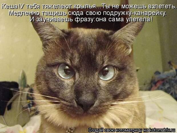 Лучшие котоматрицы недели (50 фото)