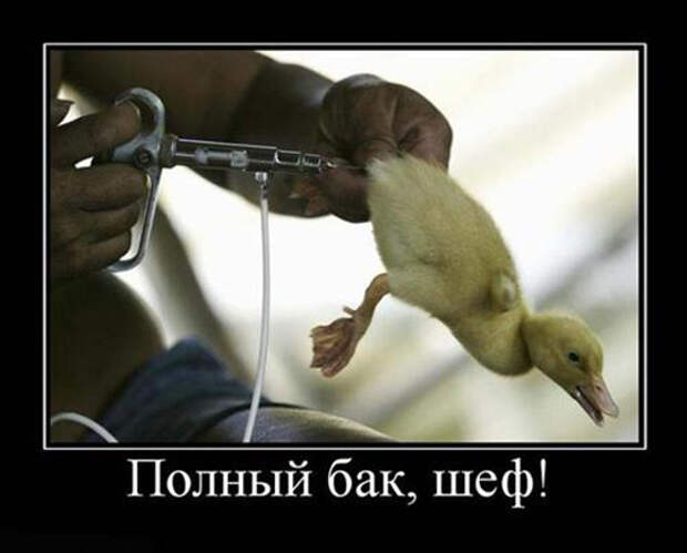 Прикольные демотиваторы для поднятия настроения (10 фото) Прикольные демотиваторы для поднятия настроения (10 фото)