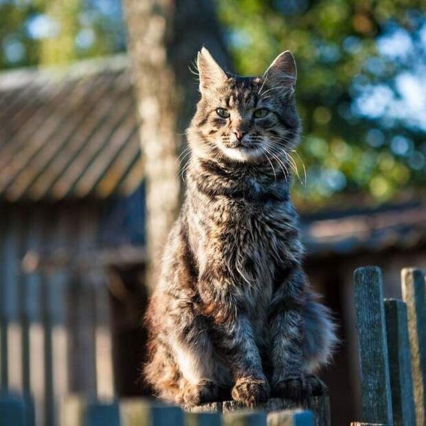 Деревенские коты как отдельный вид теплоты