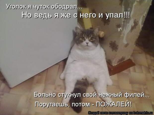 Новая котоматрица (44 шт)