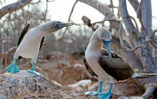 Веслоногие птицы: характеристика, питание, среда обитания
