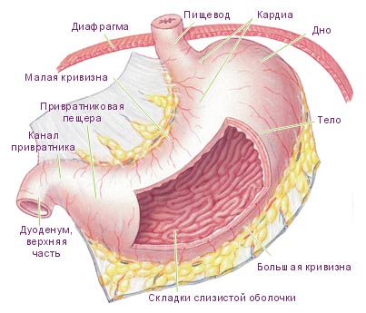 жел (403x345, 29Kb)