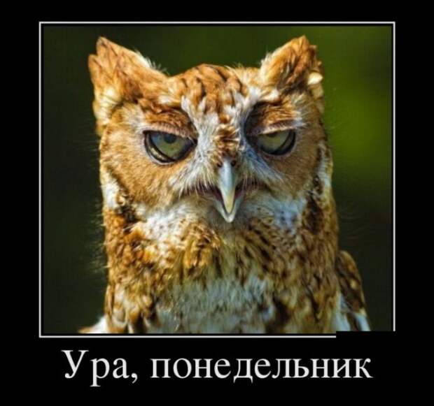 Демотиваторы (30 фото)