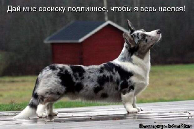 Лучшие котоматрицы недели Лучшие котоматрицы недели