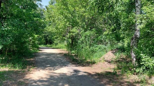 Эскиз и смету благоустройства парка им. Ленина в Барнауле разработают до конца года