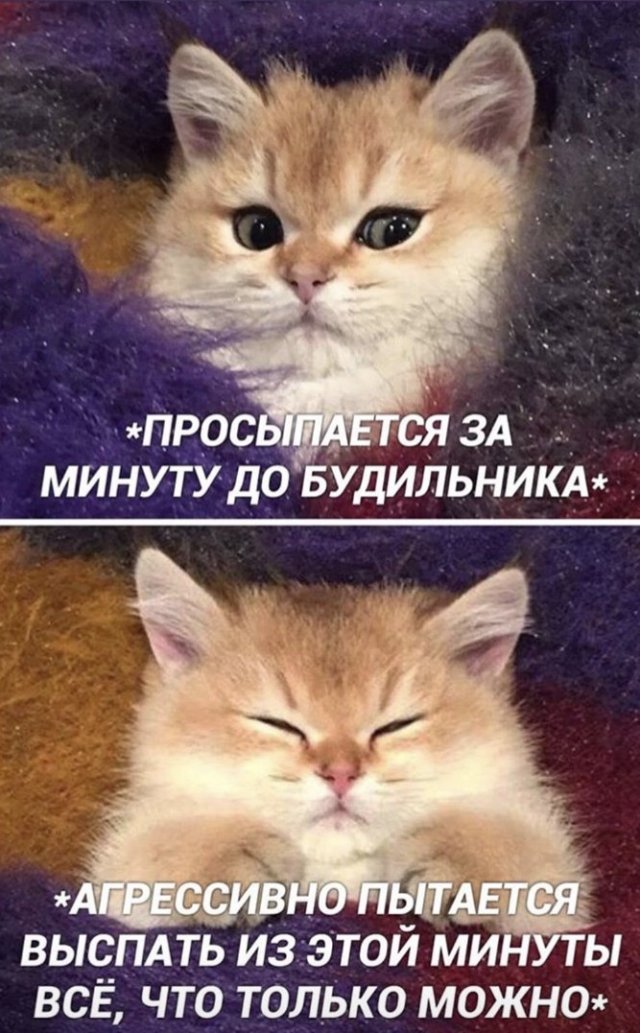 Шутка про котов