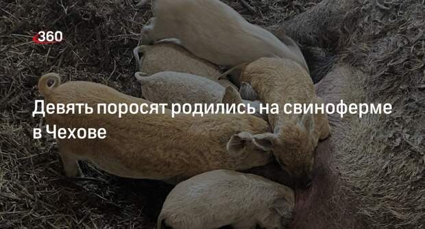 Девять поросят родились на свиноферме в Чехове