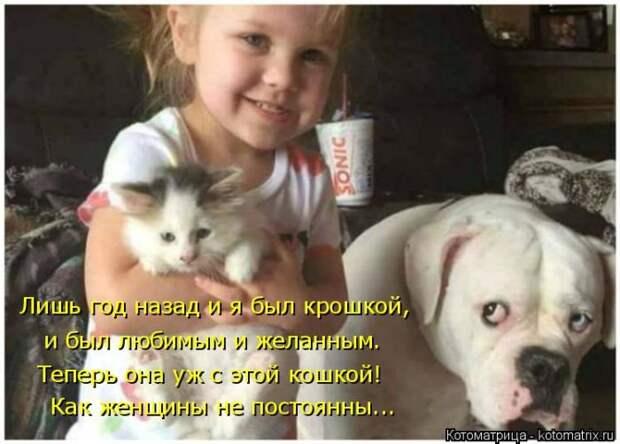 Лучшие котоматрицы недели (50 фото)