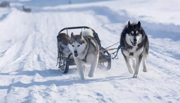 Дания: Мы потратили миллиарды на оборону Гренландии, а не одну собачью упряжку