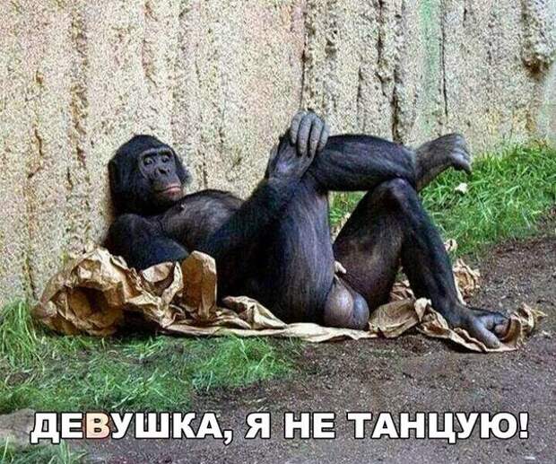 Прикольные картинки с надписями для настроения (11 фото)