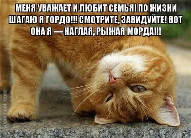 Просто котики коты, юмор