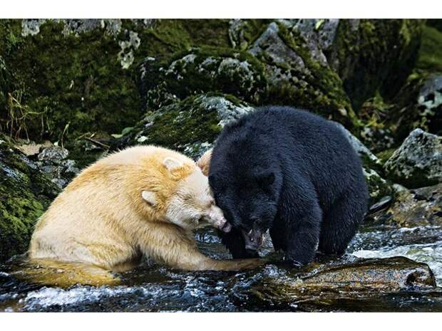 Медведь Кермода: Почему целая популяция чёрных медведей стала белоснежной?