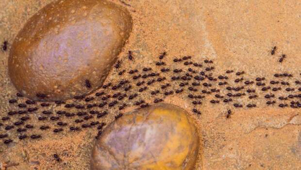 Что будет делать муравей, если окажется далеко от муравейника?