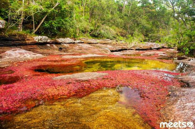 Cagno Cristales, Colombia Cagno Cristales